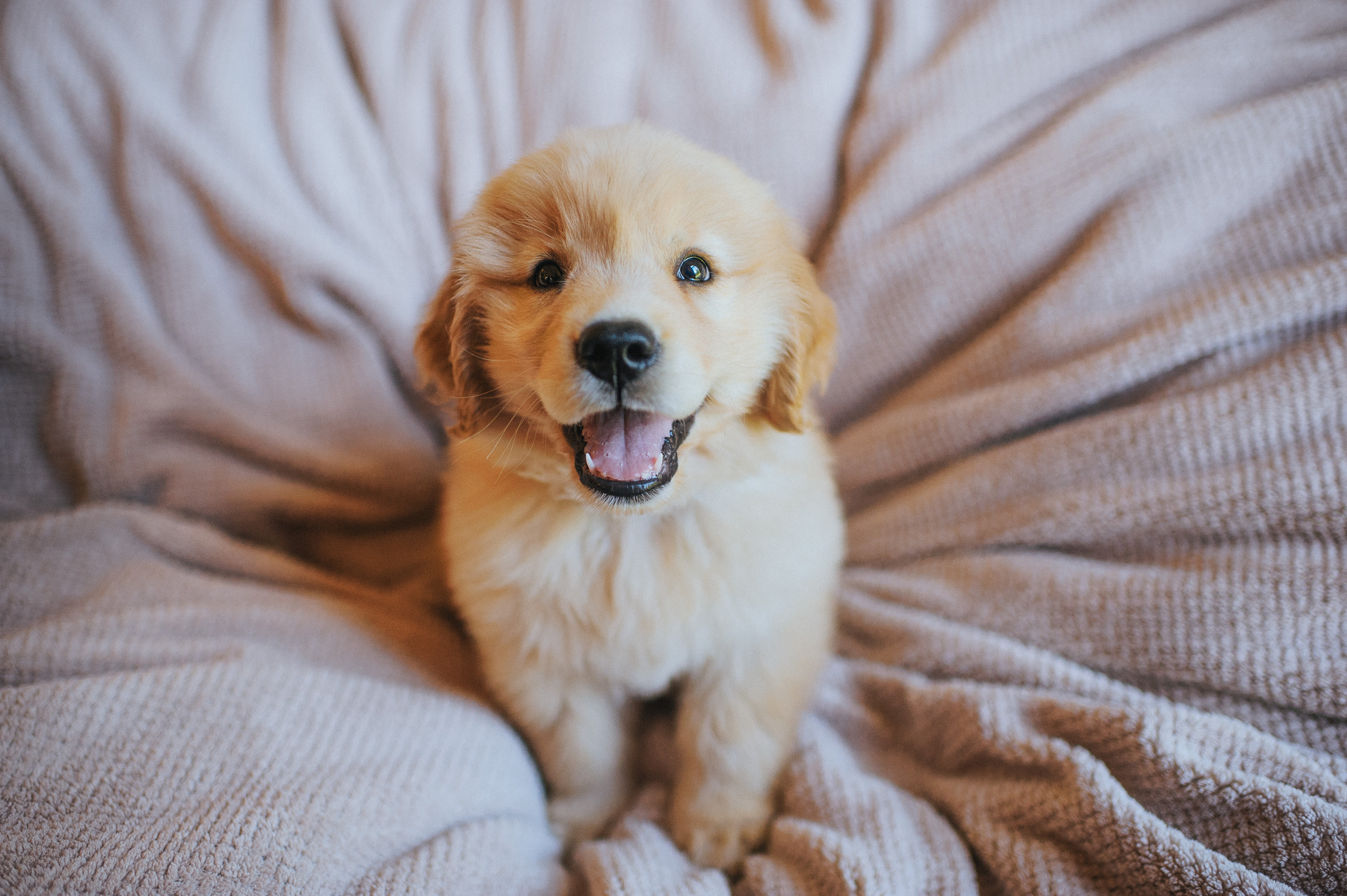 Golden Retriever Puppy